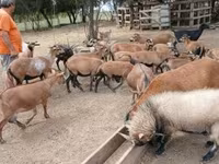 Ovejas (lote, sexo no especificado), Ovejas — foto 1