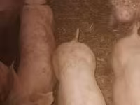 母猪 — 照片 2