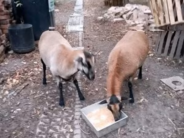 雌羊, Cameroon sheep — ハンガリー