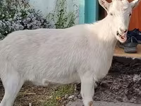 Koza, Saanen goat — fotografija 3