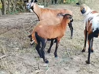 Қошқар, Cameroon sheep — 2-сурет