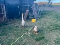 Geese — Foto 1