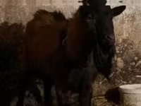 Kozioł, Alpine goat — zdjęcie 2
