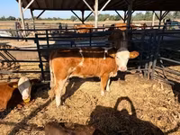 Krowa, Simmental cattle — zdjęcie 5