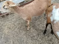 Ovca, Cameroon sheep — fotografija 4