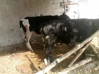 Krowa, Russian Black pied cattle — zdjęcie 2
