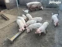 猪（批次，未指定性别）, Pigs — 照片 2