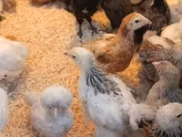婆罗门鸡 — 照片 7