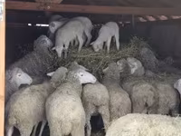 Widder, Merinoland sheep — Foto 3