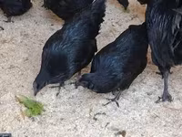 Ayam Cemani — Foto 3