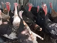 Turkeys — fotografija 2