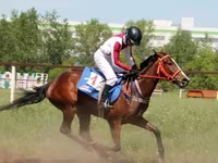 Kobila, Arabian horse — fotografija 3