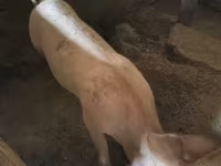 Säue, Schweine — Foto 1
