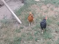 Chickens — foto 3