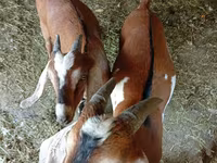 Bode, Cabras — foto 2