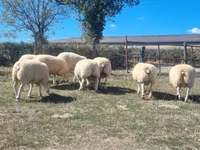 Qoç, Texel sheep — foto 3