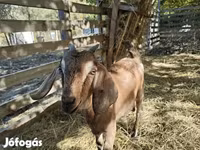عنزة, Nubian Goat — الصورة 1