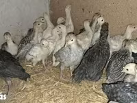 Turkeys — photo 1