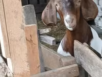 Cabro, Boer goat — foto 3