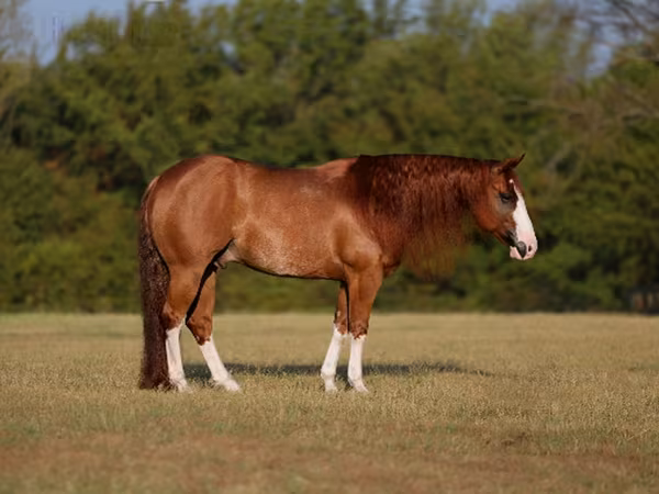 Кінь, Quarter Horse