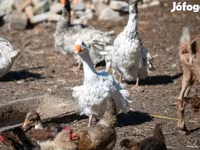 Geese — fotografija 3