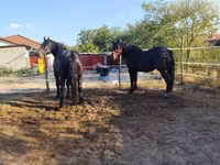 Cavalo, Cavalos — foto 4