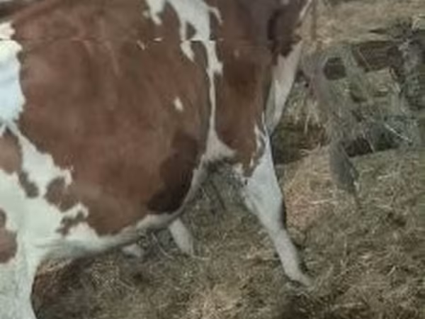 Taureau, Simmental cattle — Hongrie