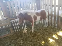 At, Miniature horse — foto 1
