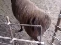 Ram, Hissar sheep — photo 1