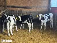 公牛, Russian Black pied cattle — 照片 2