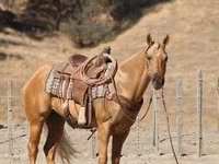 雄馬, Quarter Horse — 写真 6