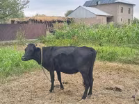 Krowa, Bydło — zdjęcie 3