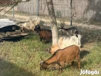 山羊（批次，未指定性别）, Goats — 照片 2