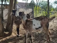 Koza, Nubian Goat — fotografija 3