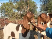 Cabra, Kamori goats — foto 7