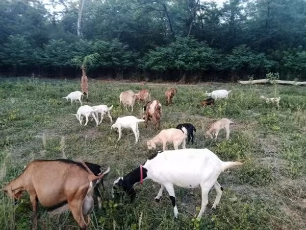 雌ヤギ, Nubian Goat — ハンガリー