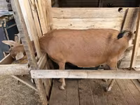 Cabra, Alpine goat — foto 3