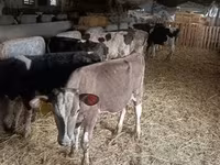 Bulle, Simmental cattle — Foto 3