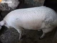Cerdos (lote, sexo no especificado), Cerdos — foto 2