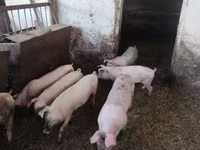 मादा सूअर, Крупная белая — फ़ोटो 2