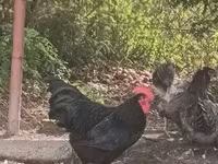 Australorp — fotografija 2