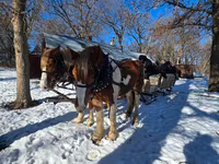 Pastuv, Pinto horses — fotografija 6