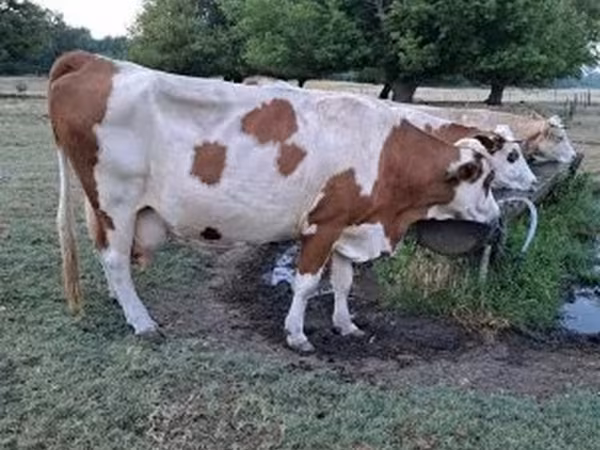 雌牛, Simmental cattle — ハンガリー