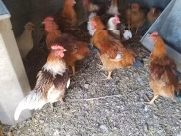 Chickens — Hongrie