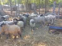 Ovelha, Ovelhas — foto 4