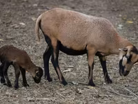 भेड़, Cameroon sheep — फ़ोटो 2