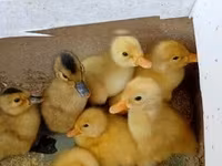 American Pekin — Foto 2