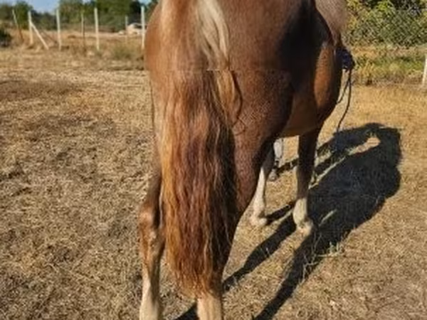 Égua, Cavalos