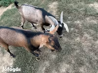 Cabro, Cabras — foto 5
