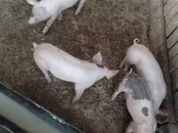 猪（批次，未指定性别）, Крупная белая — 照片 6